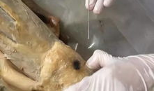 小针刀视频,小针刀治疗技巧与实操解析